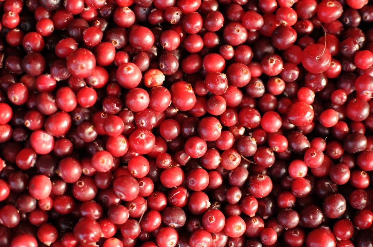 Les bienfaits insoupçonnés de la cranberry : un complément alimentaire précieux